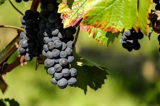 Les vins vaudois lancent une opération séduction en Suisse alémanique